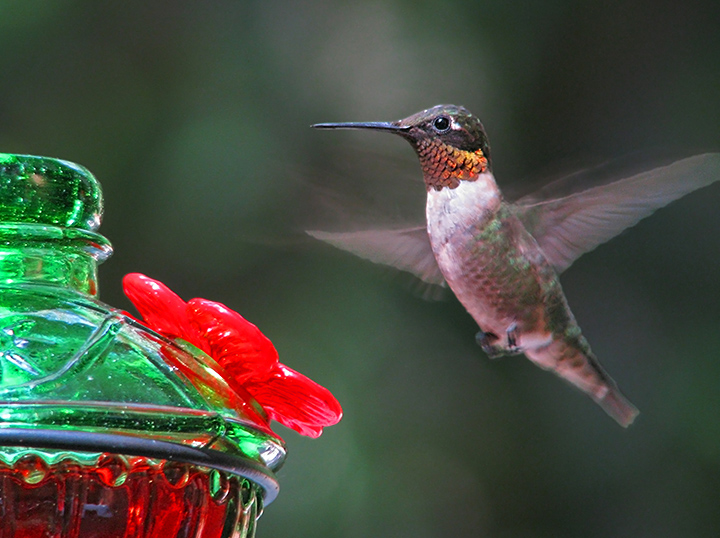 Male_hummingbird