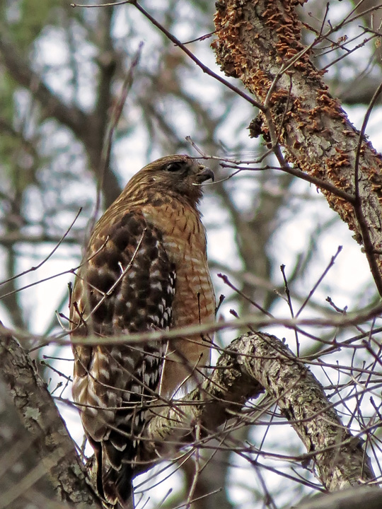 Female_Hawk