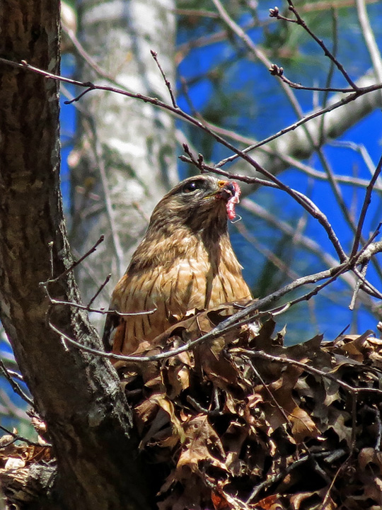 Hawk_feeding