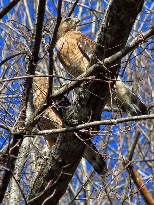 Hawk_pair