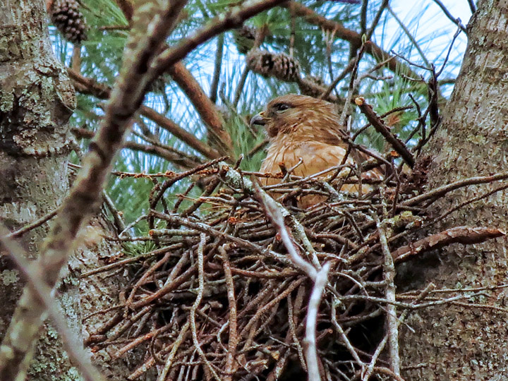 Hawk_nest