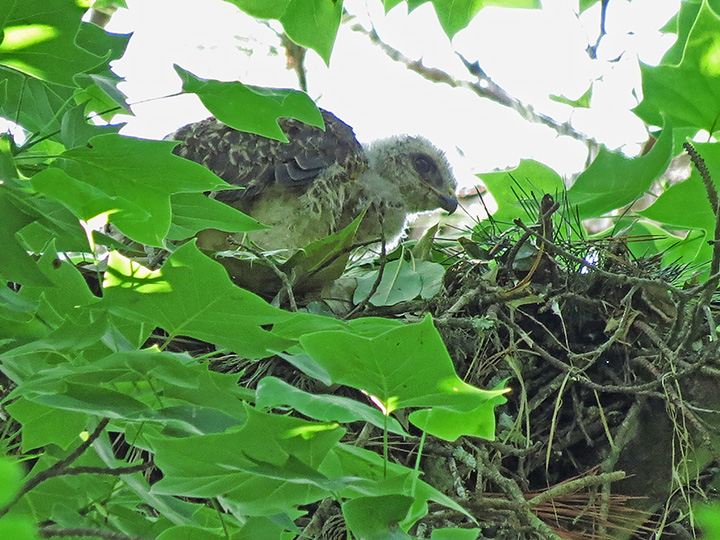 Hawk_chicks