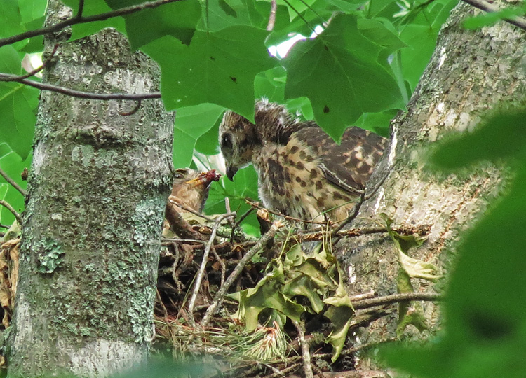 Hawks_feeding