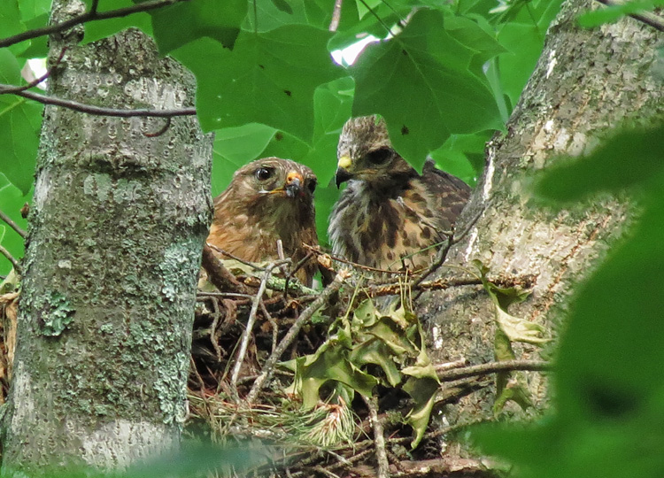 Hawks_feeding