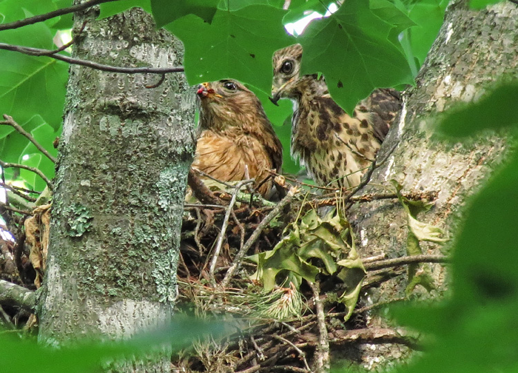 Hawks_feeding