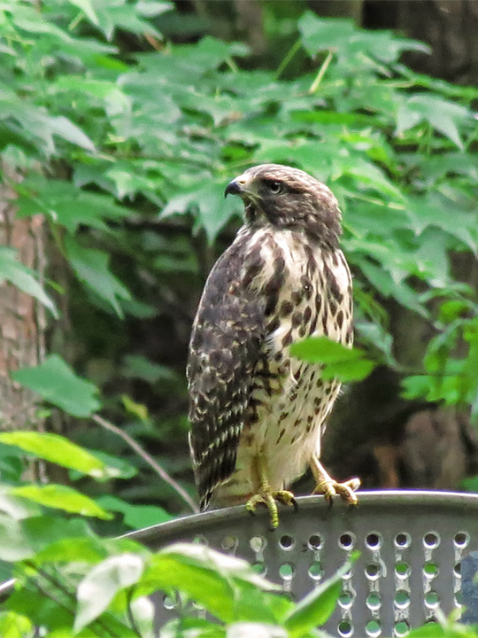 Hawk_juvenile