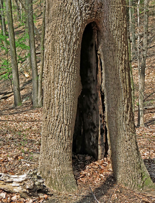 Hollow_tree