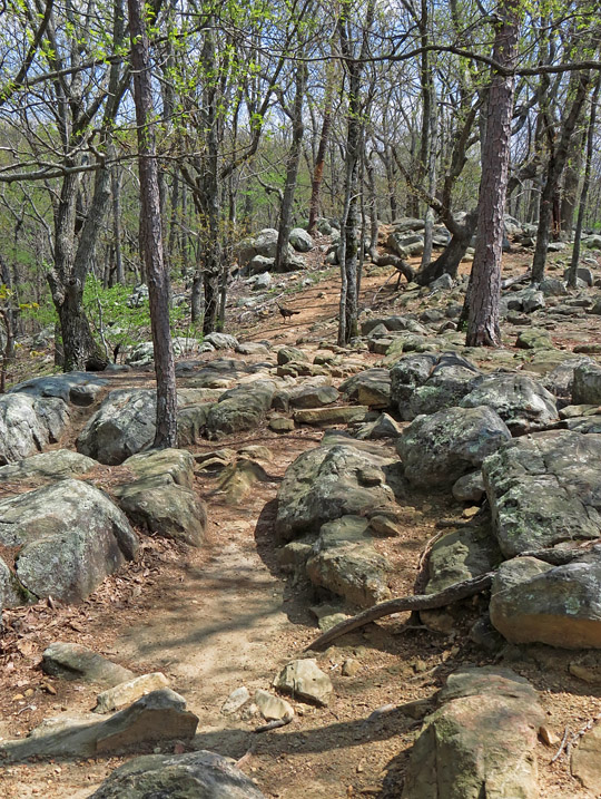 Pigeon Hill Trail