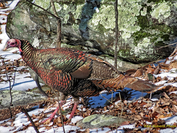 Wild_Turkey