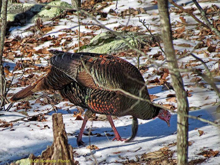 Wild_Turkey