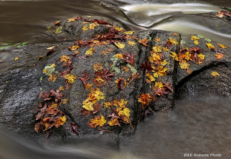 Creek_Rocks_Leaves