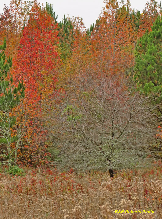 Fall_color