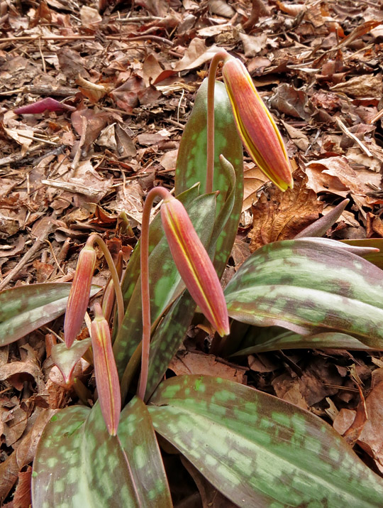 Trout_lily_buds