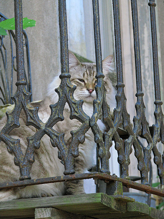 Cat_on_porch