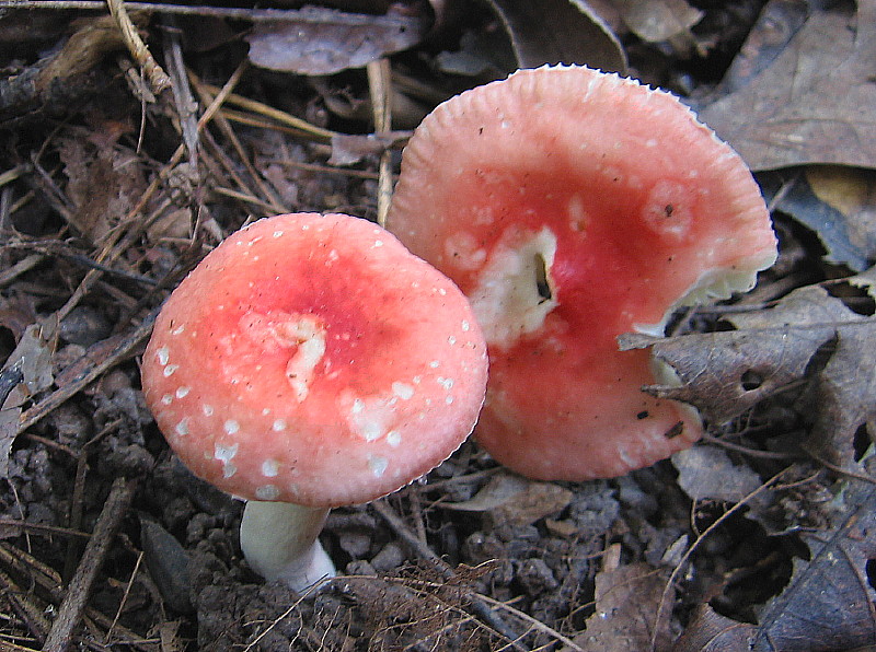 3_Mushrooms