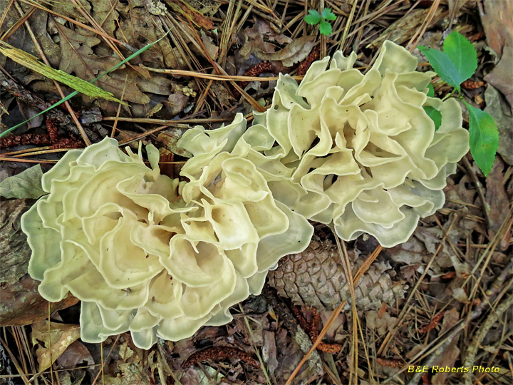 Cauliflower_fungus