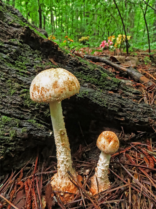 Mushroom_pair_young