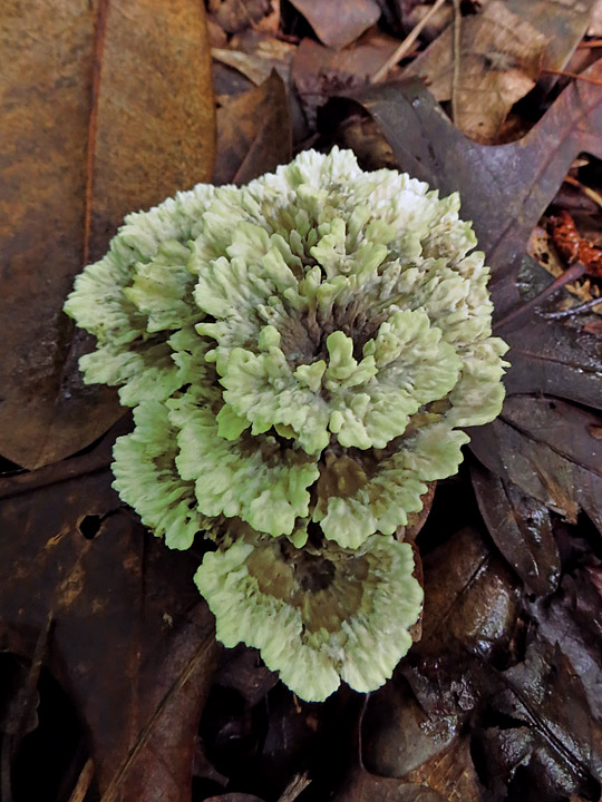 Cauliflower_mushroom