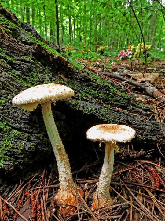Mushroom_pair_mature