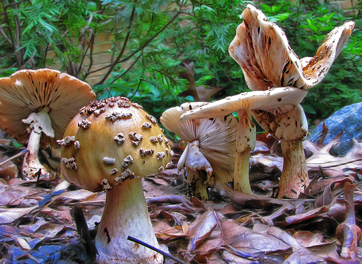 Fungi_forest