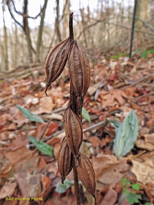 PuttyRoot_Orchid