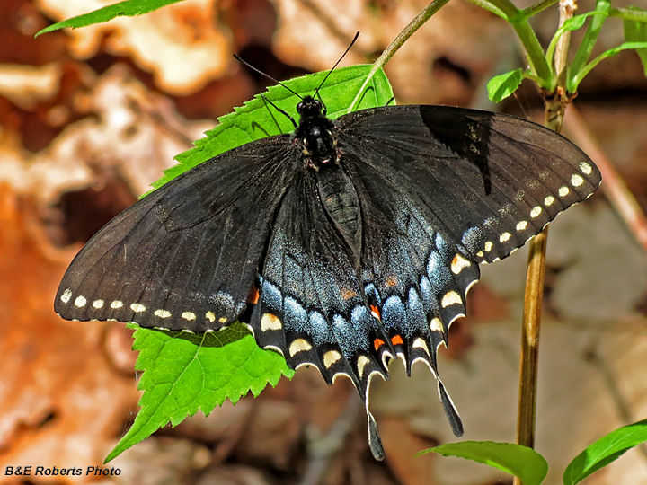 Tiger_Swallowtail-female
