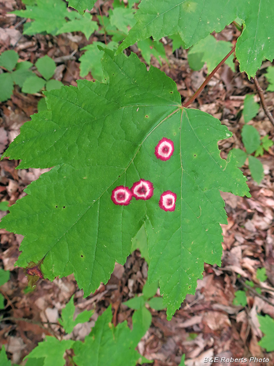 Maple_Leaf_bullseye