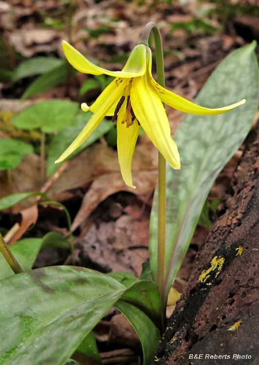 Trout_Lily