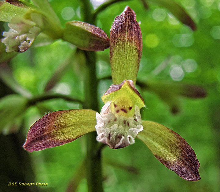 Putty_Root_Orchid_flower