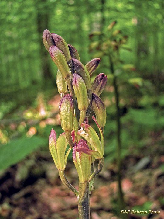 Putty_Root_Orchid_buds