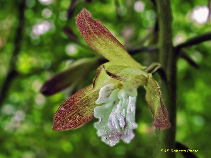 Putty_Root_Orchid