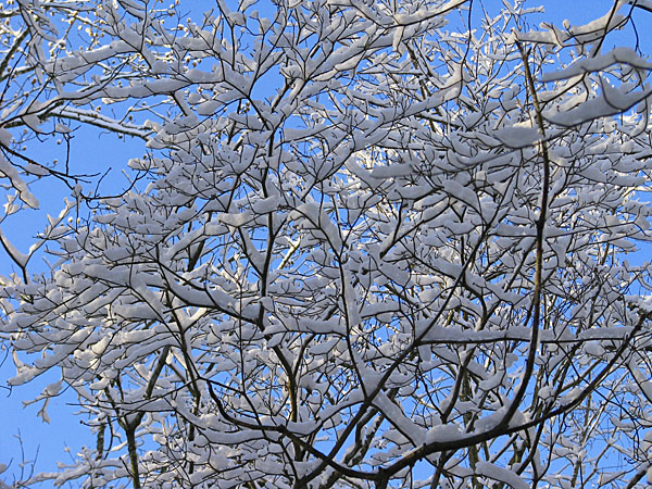 Snowy_branches