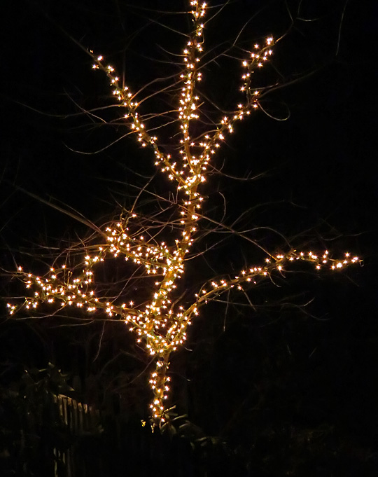 Tree_Lights