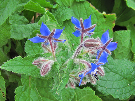 Blue_flowers
