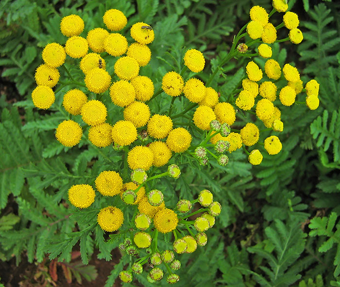 Yellow_flowers