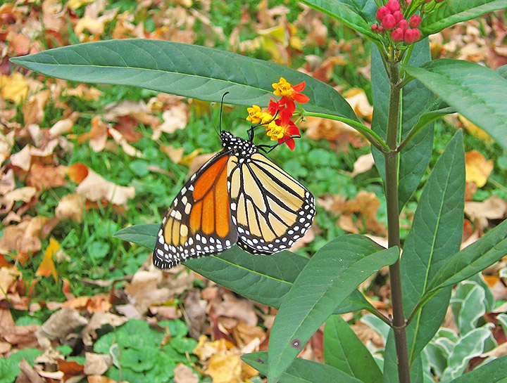 Monarch_butterfly