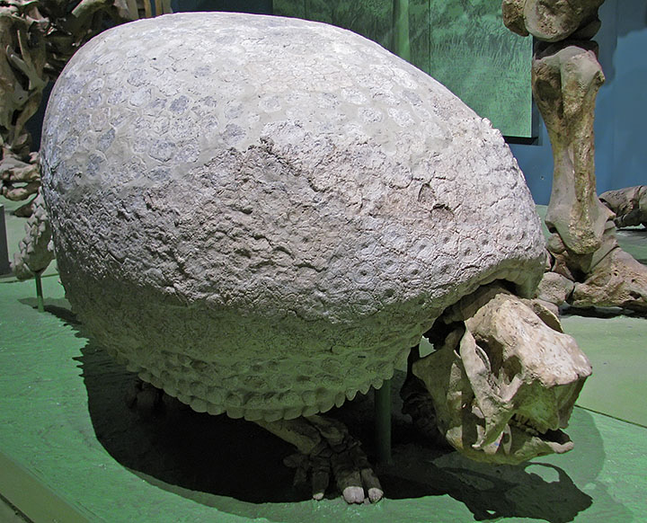 Tortoise_fossil