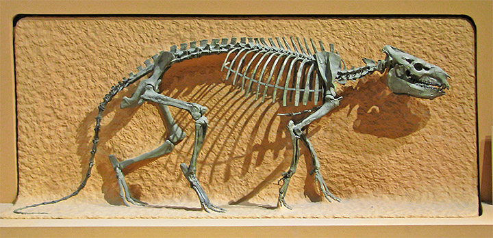 Dino_fossil