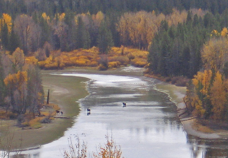 Moose-in-River