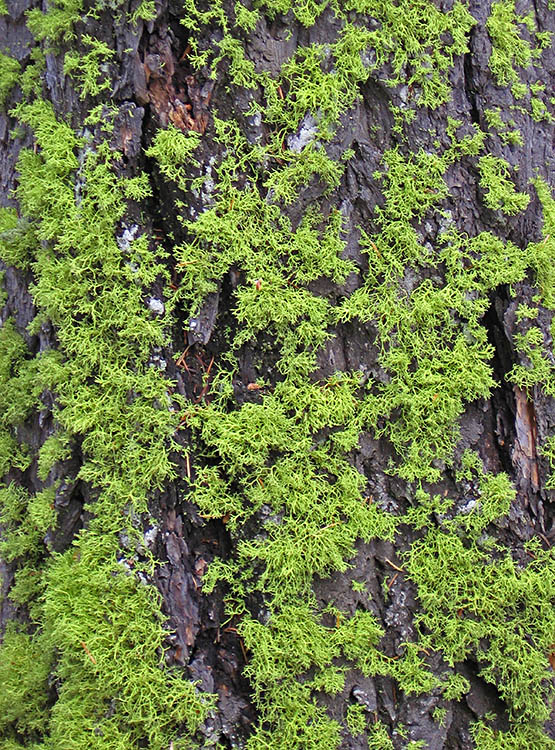 Tree_trunk_moss
