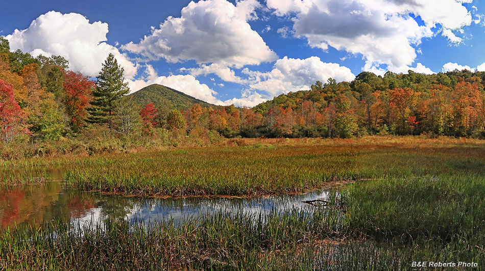 Buck_Creek_bog