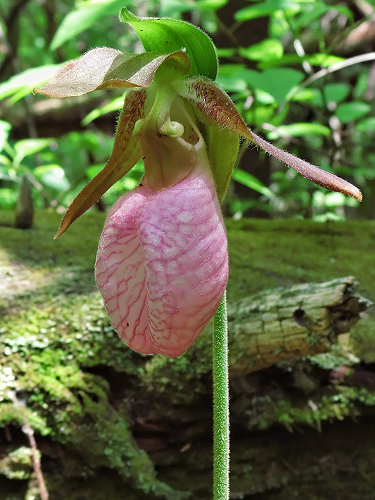 Lady_slipper