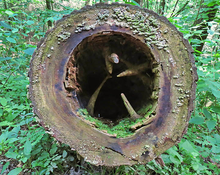 Hollow_log