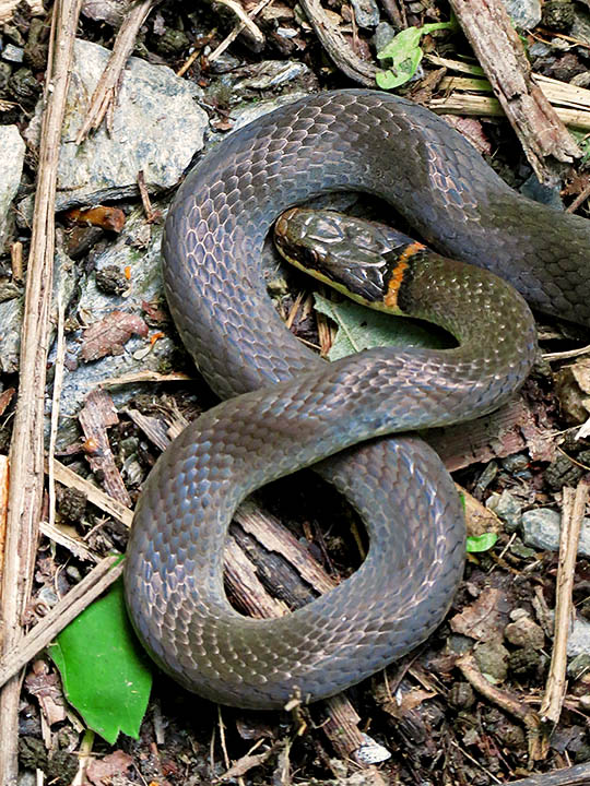 Ringneck_snake