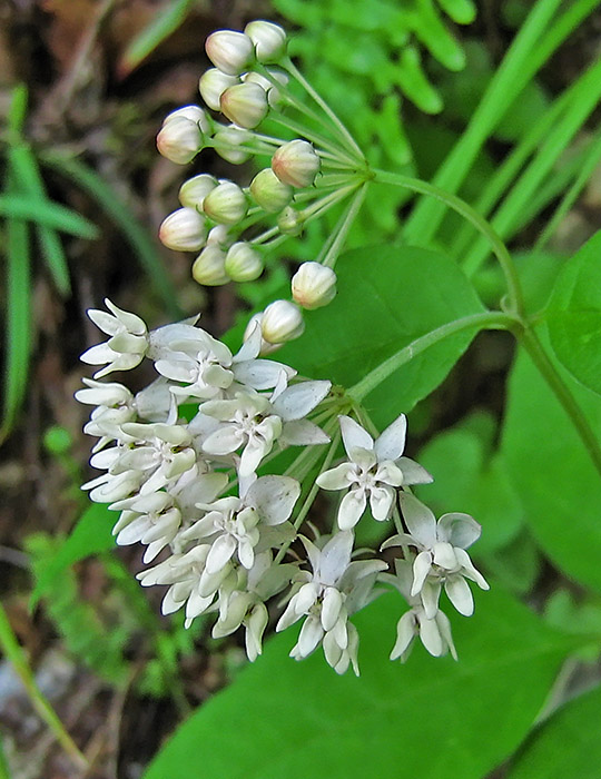 Milkweed