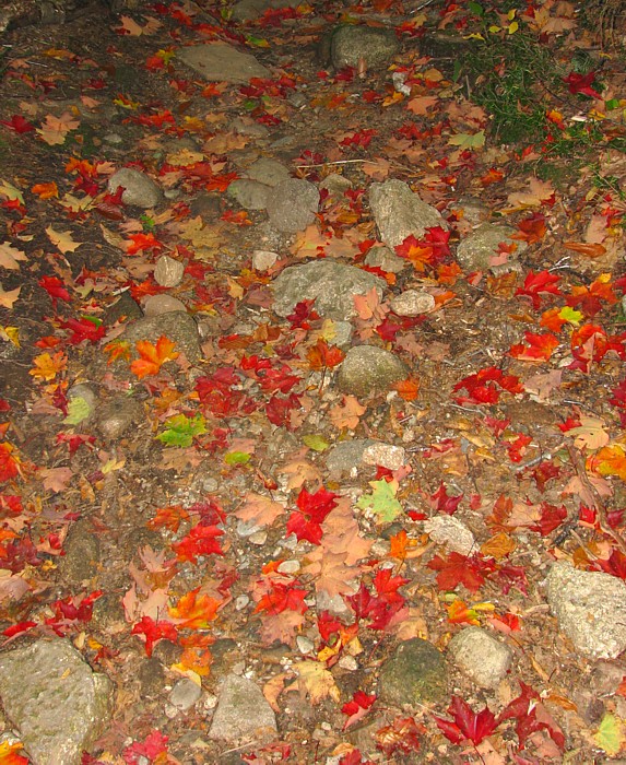 Trail_leaves