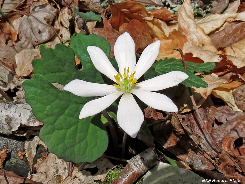 Bloodroot