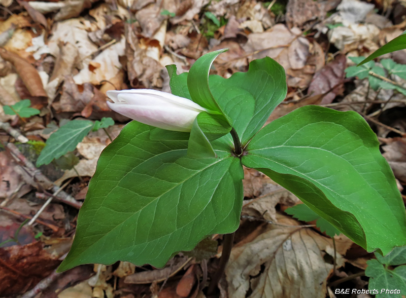 Trillium_grandiflorum