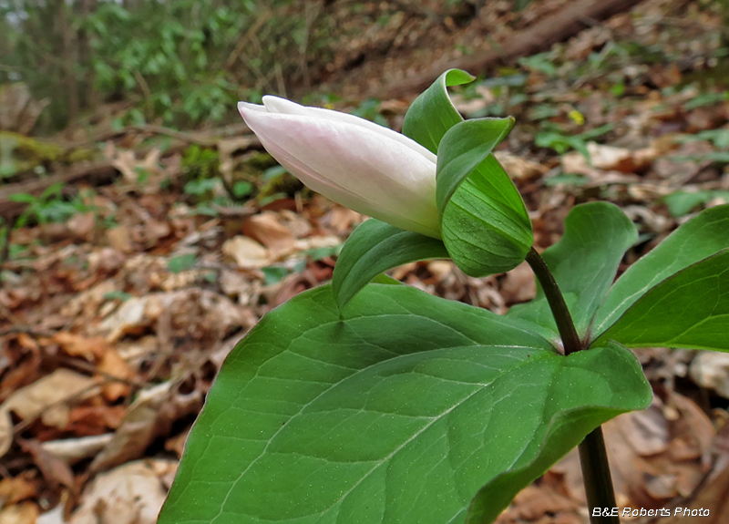 Trillium_grandiflorum