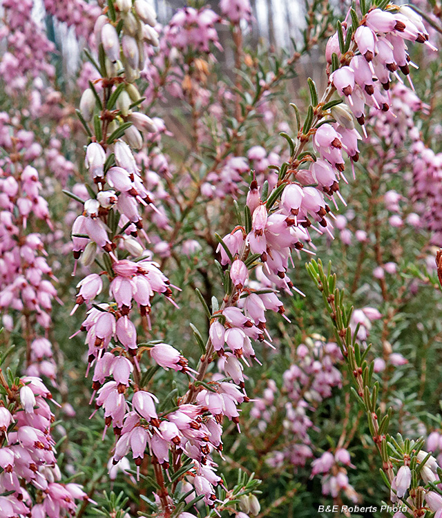 Erica_carnea_flowers